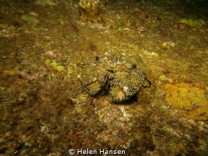 In the he crab family but first time I have seen one , st... by Helen Hansen 